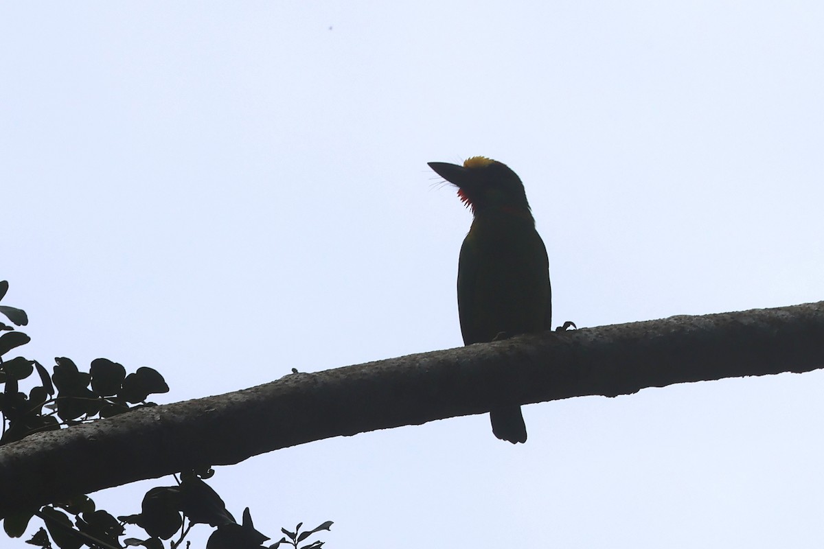 Red-throated Barbet - ML620530823
