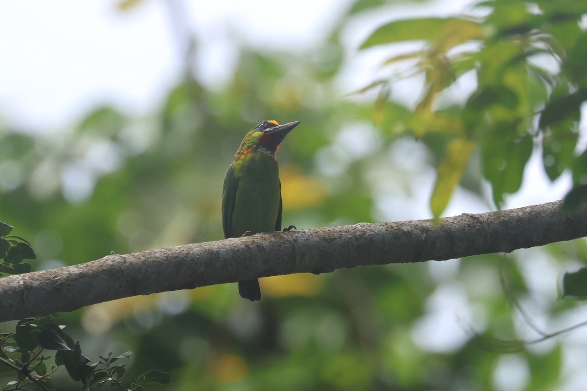 Red-throated Barbet - ML620530824