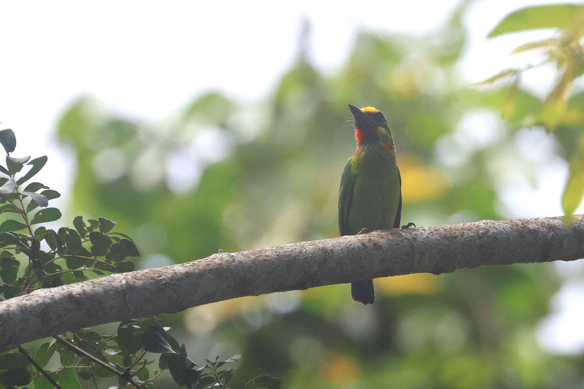 Red-throated Barbet - ML620530825