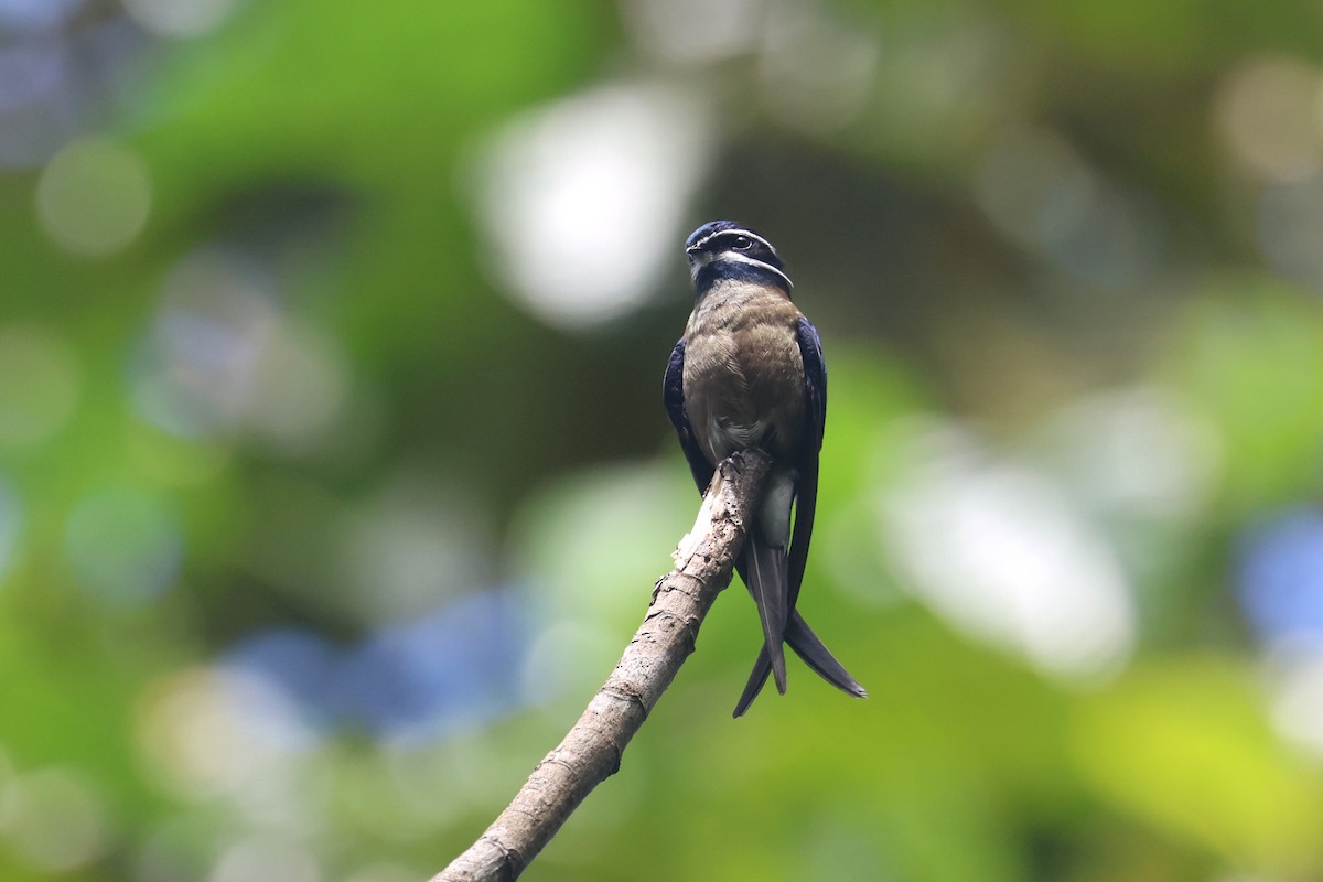 Whiskered Treeswift - ML620530829