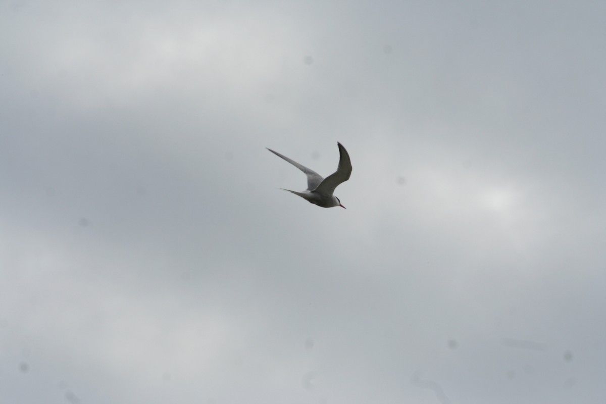 Least Tern - ML620530835