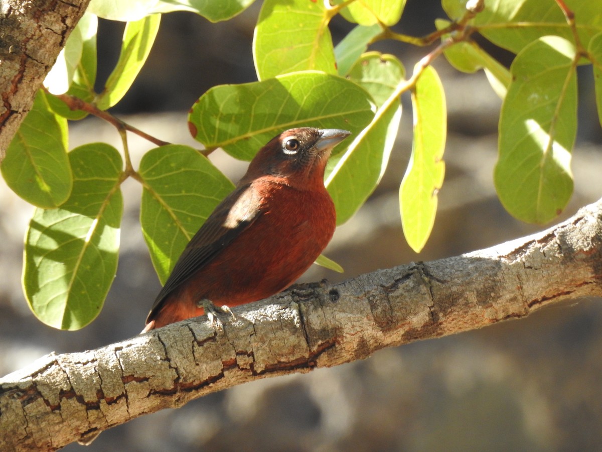 Red-crested Finch - Marcelo Lisita Junqueira