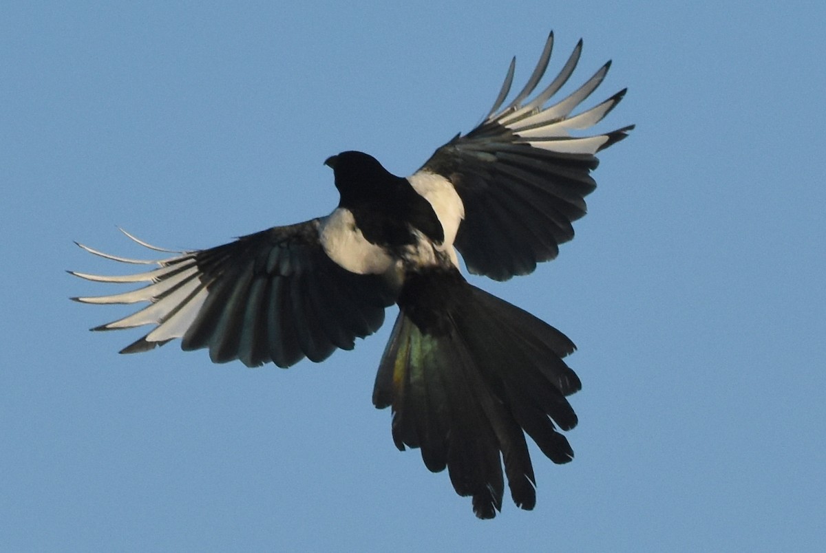 Black-billed Magpie - ML620530841