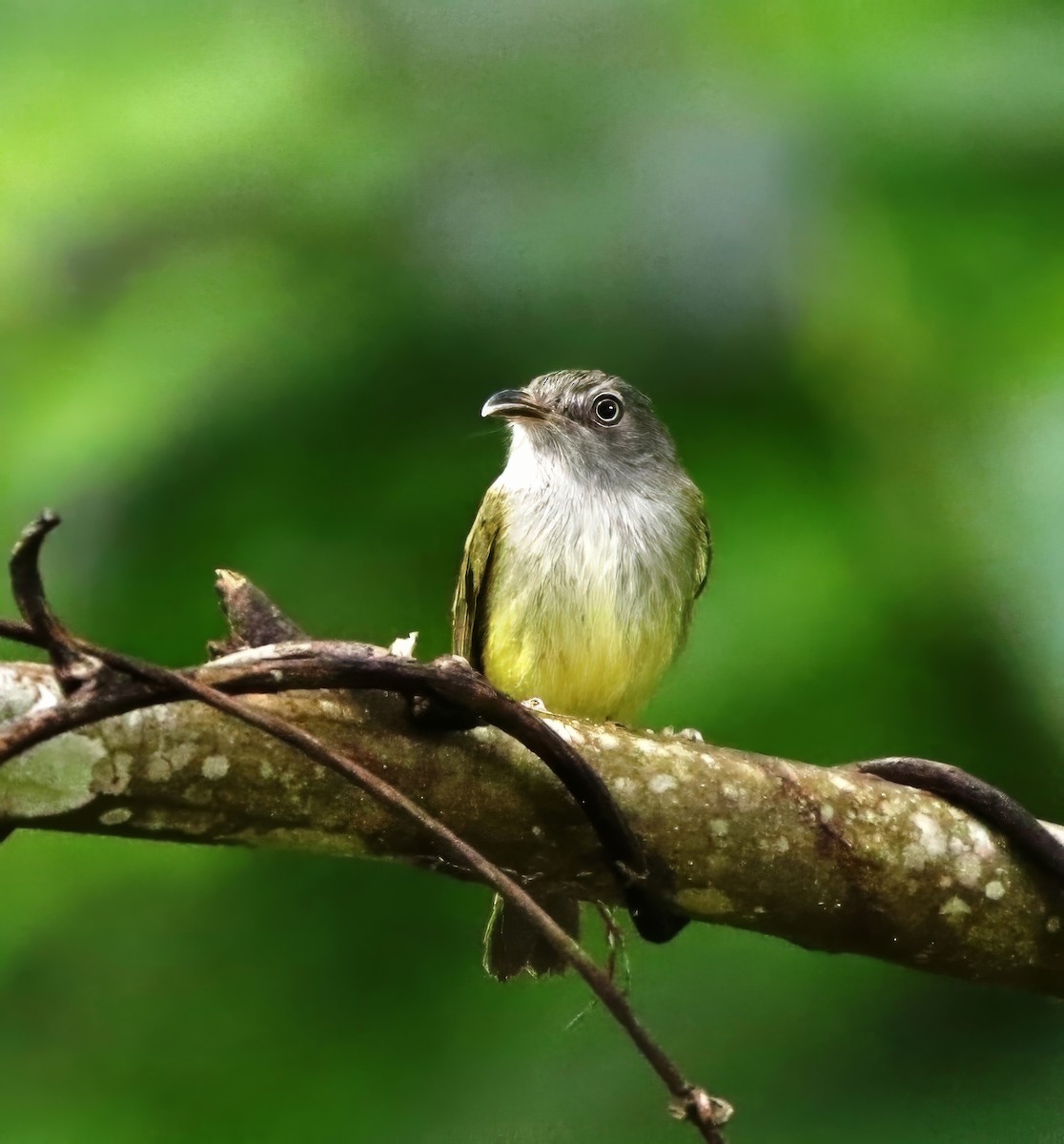 カマハシタイランチョウ - ML620530842