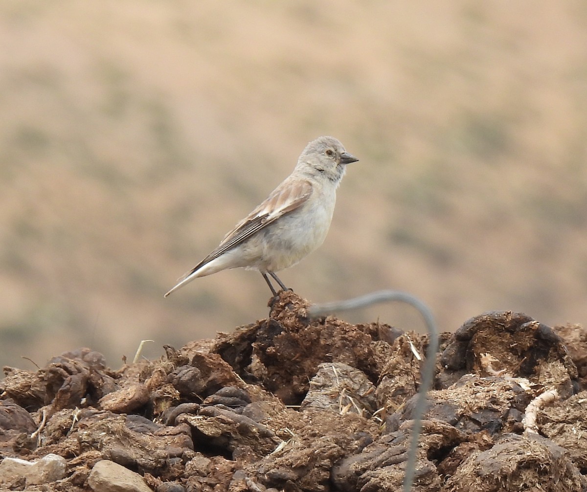 Black-headed Mountain Finch - ML620530843