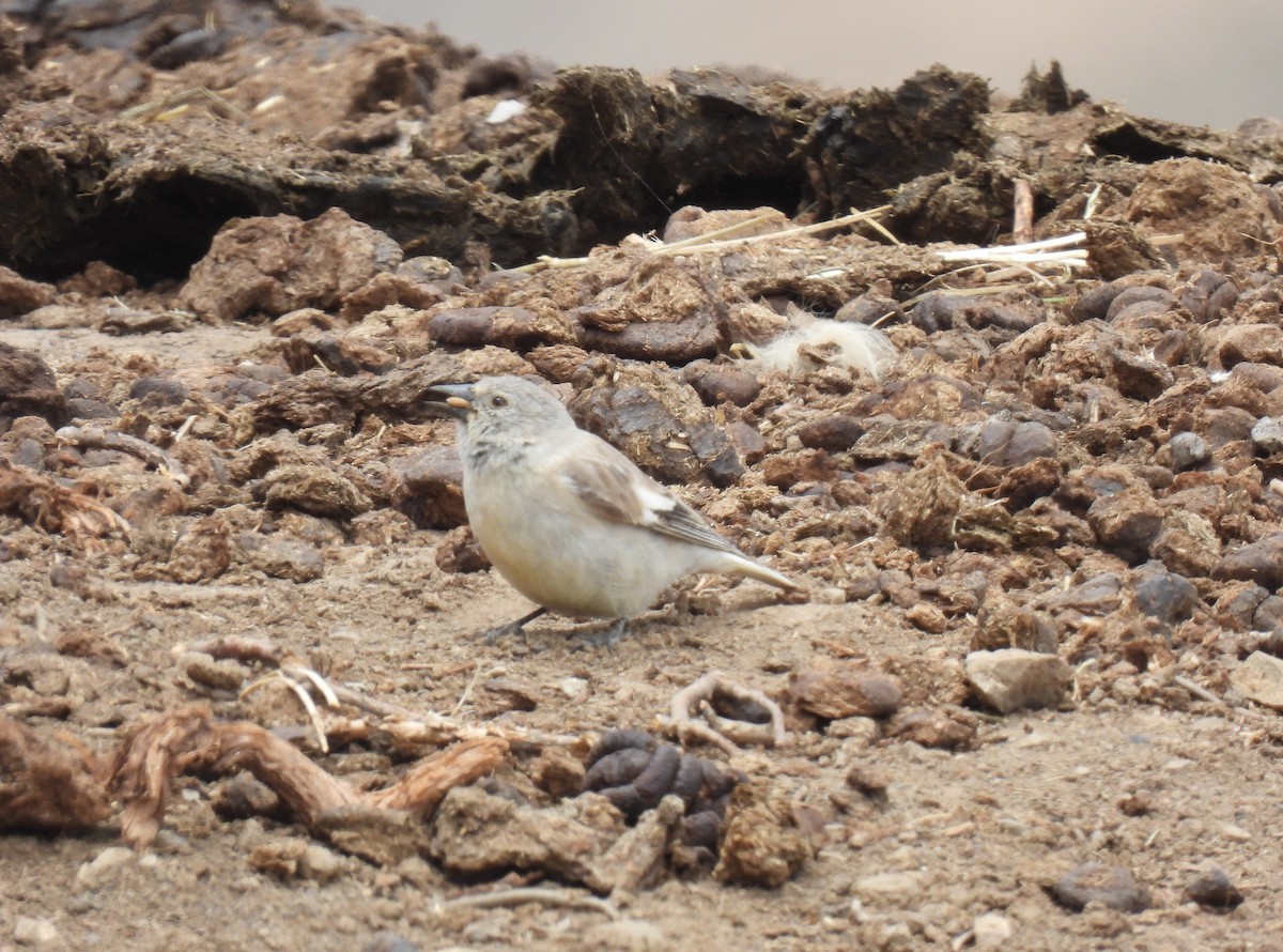 Black-winged Snowfinch - ML620530863