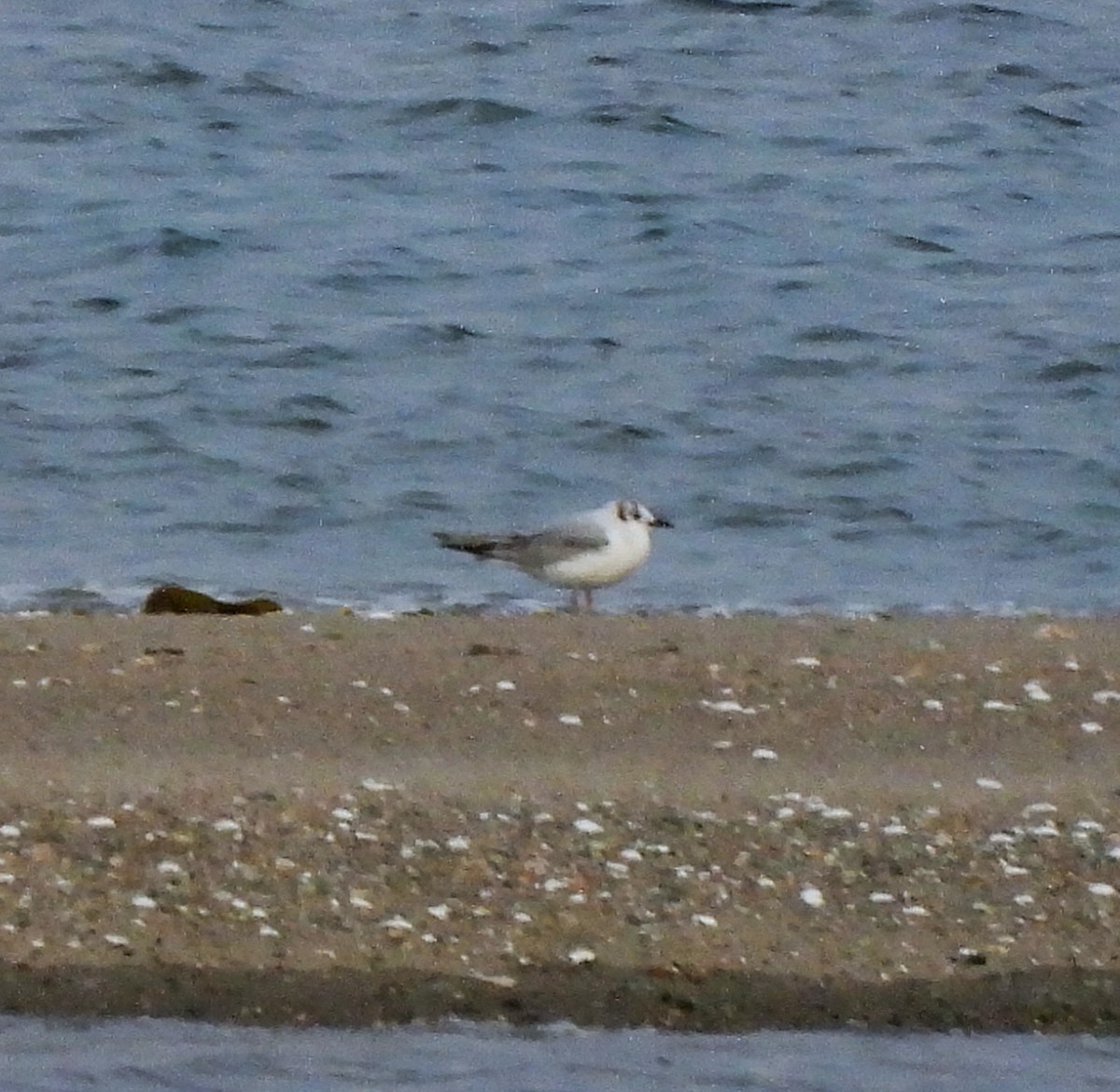 Bonaparte's Gull - ML620530864