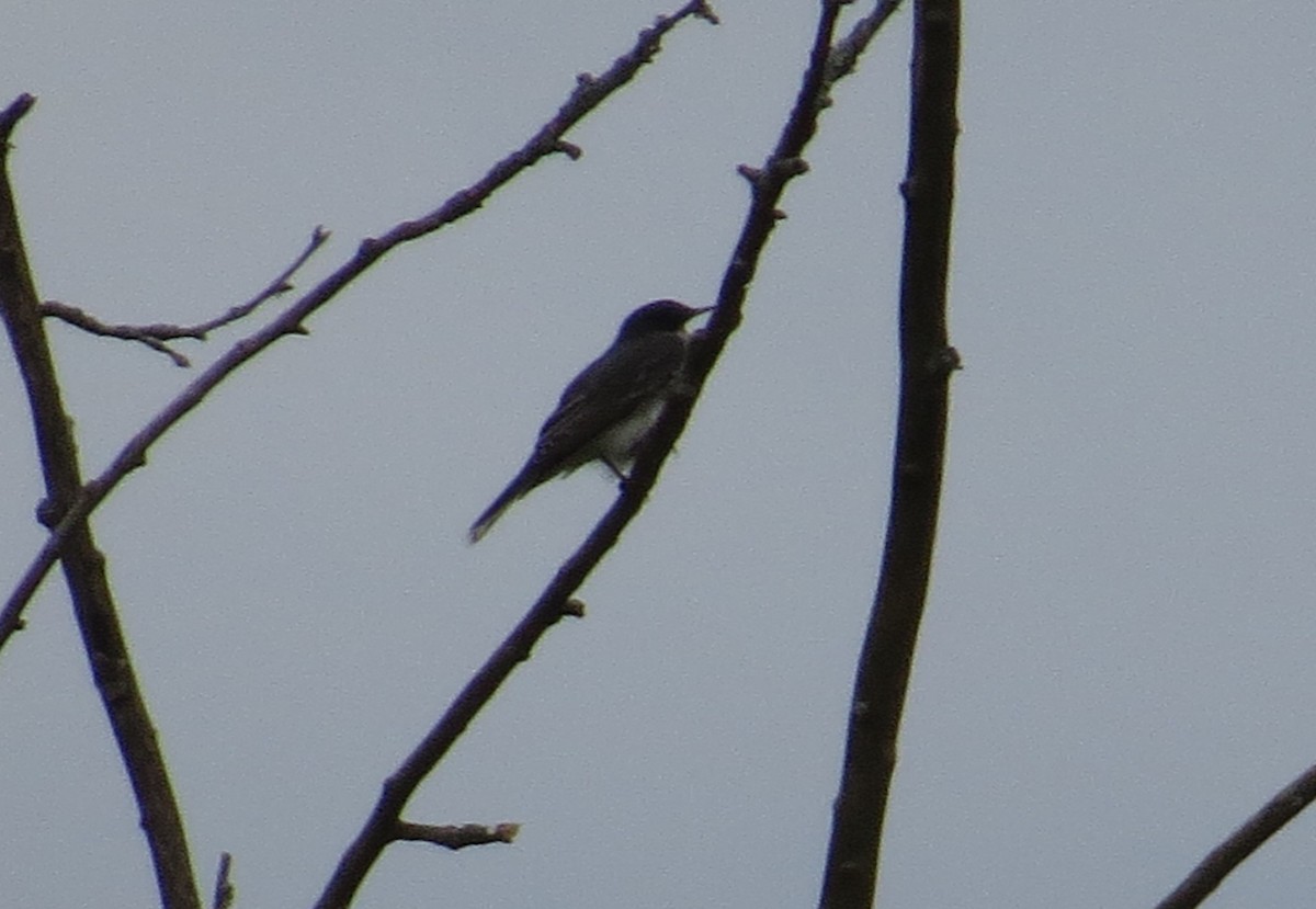 Eastern Kingbird - ML620530868