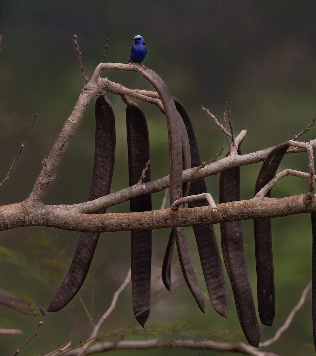 Red-legged Honeycreeper - ML620530873