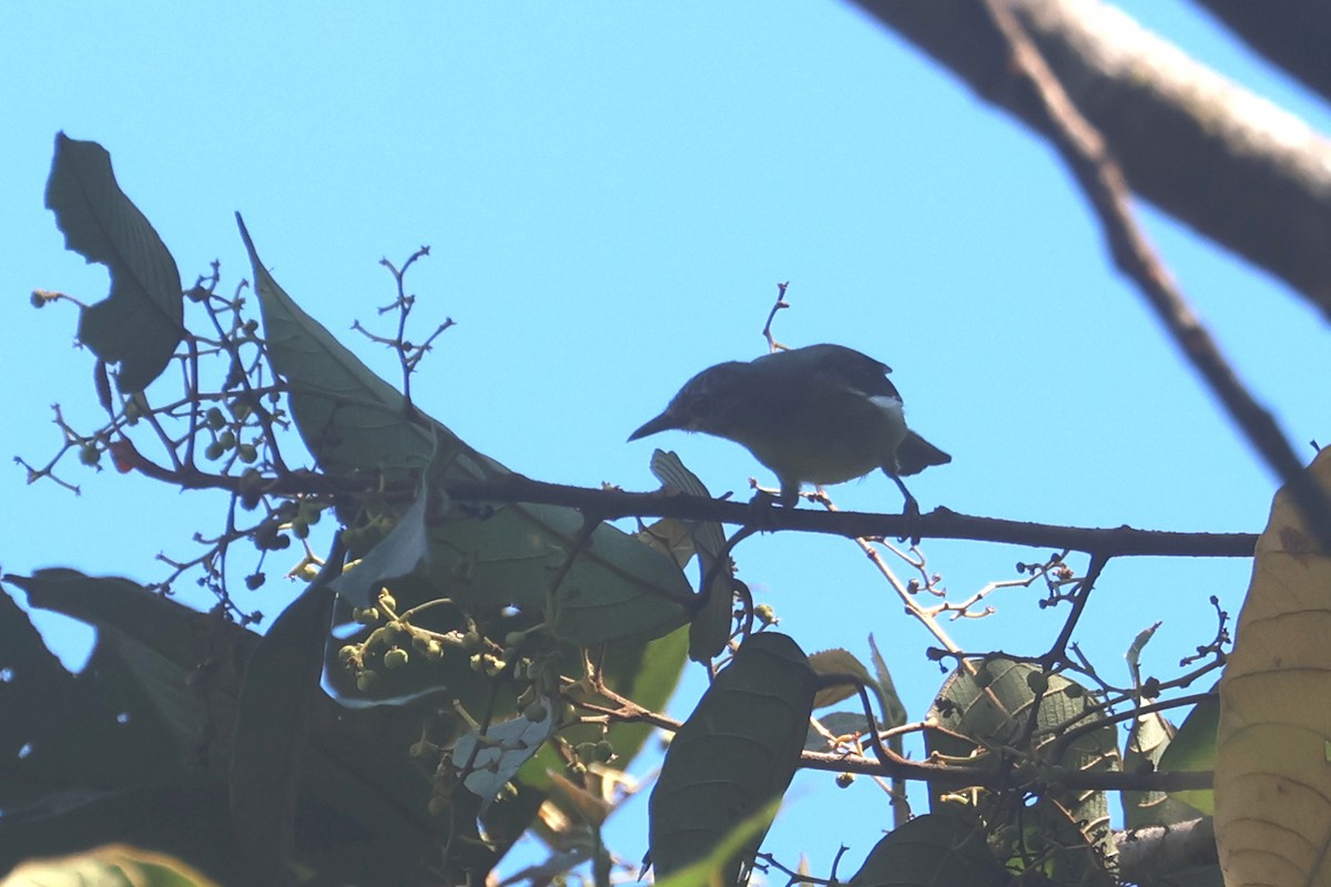 Pygmy White-eye - ML620530884