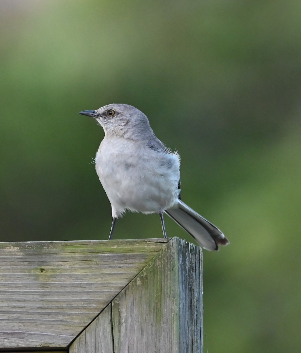 Northern Mockingbird - ML620530885