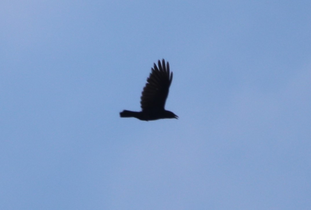 Fish Crow - ML620530886