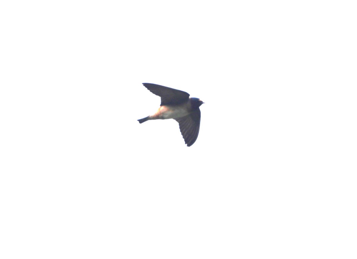 Cliff Swallow - ML620530894