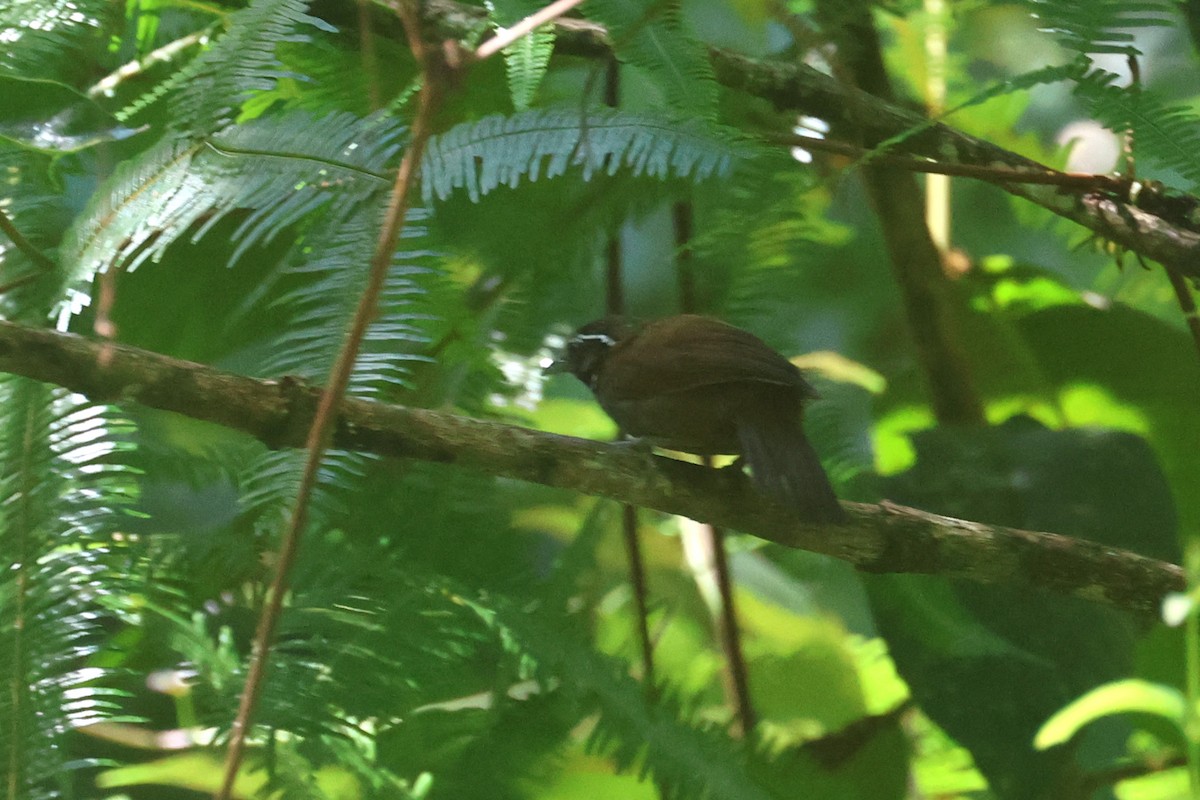 White-necked Babbler - ML620530898