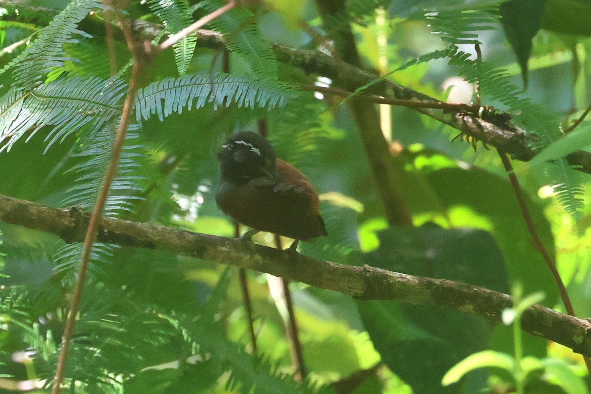 White-necked Babbler - ML620530899