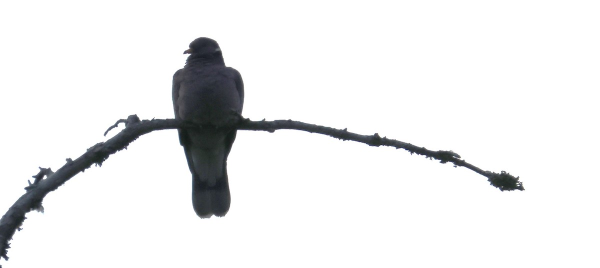 Band-tailed Pigeon - ML620530900