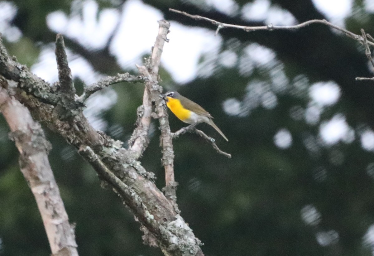 Yellow-breasted Chat - "Chia" Cory Chiappone ⚡️