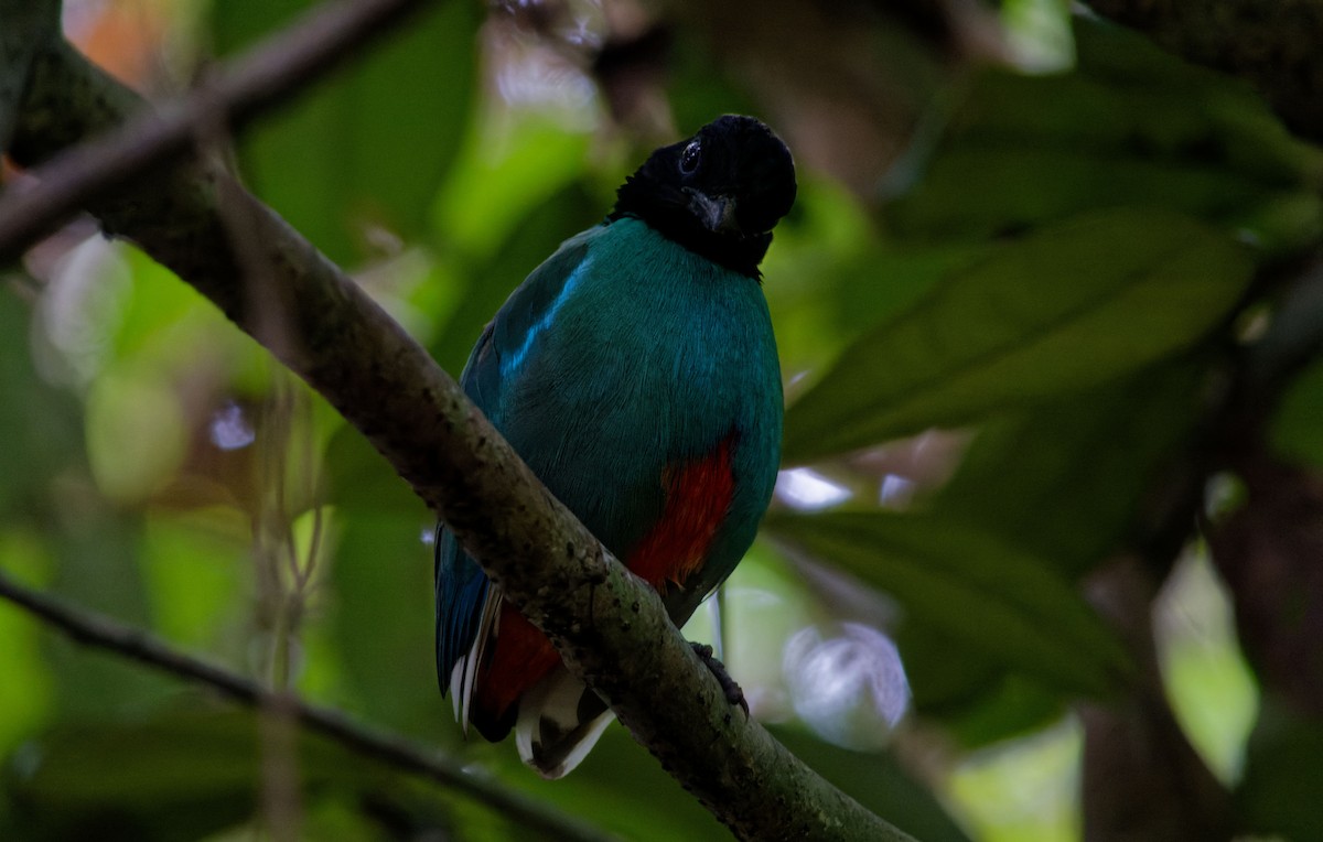 Pita Encapuchada Occidental (mulleri/palawanensis) - ML620530902