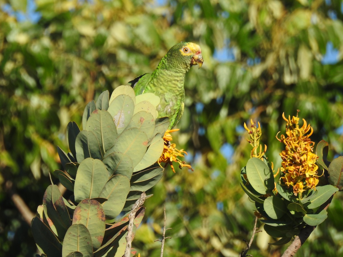Yellow-faced Parrot - ML620530907