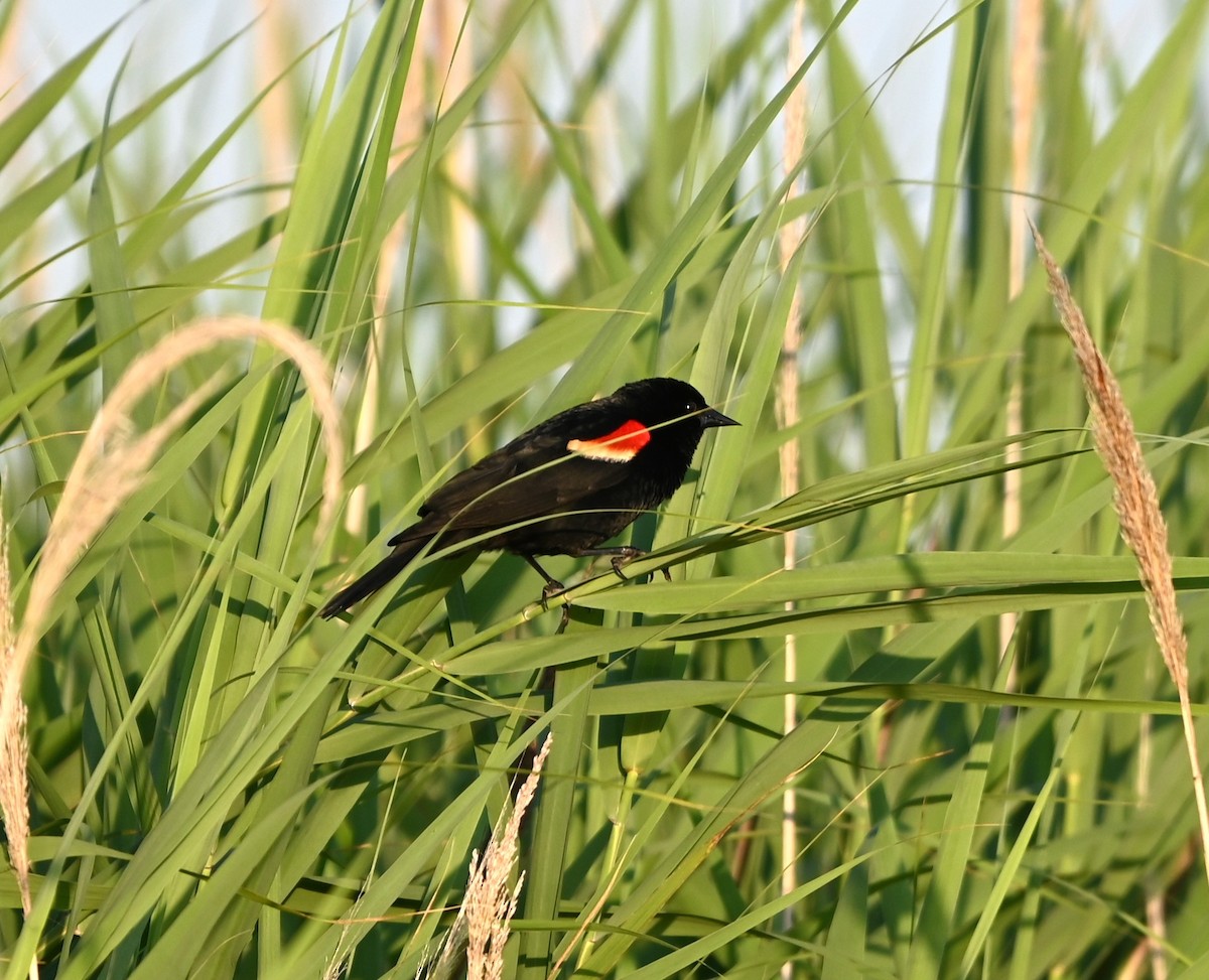 Red-winged Blackbird - ML620530914