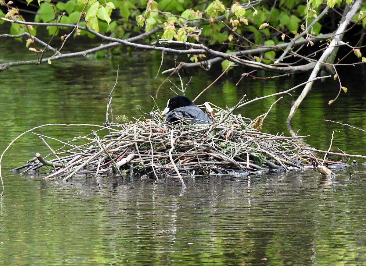 Eurasian Coot - ML620530916