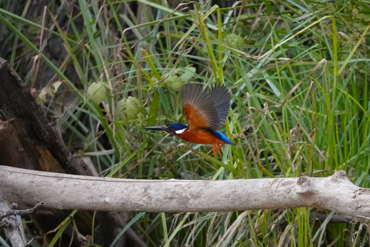 Blue-eared Kingfisher - ML620530920