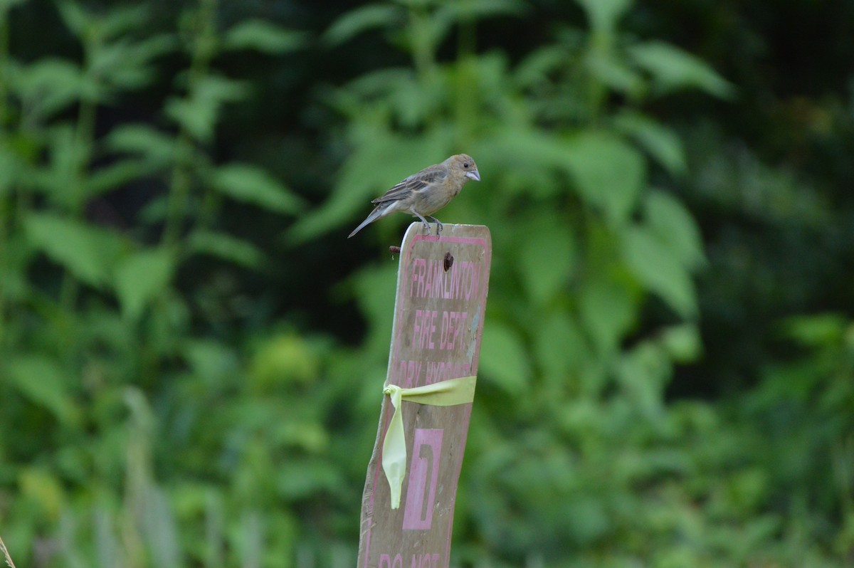 Blue Grosbeak - ML620530921