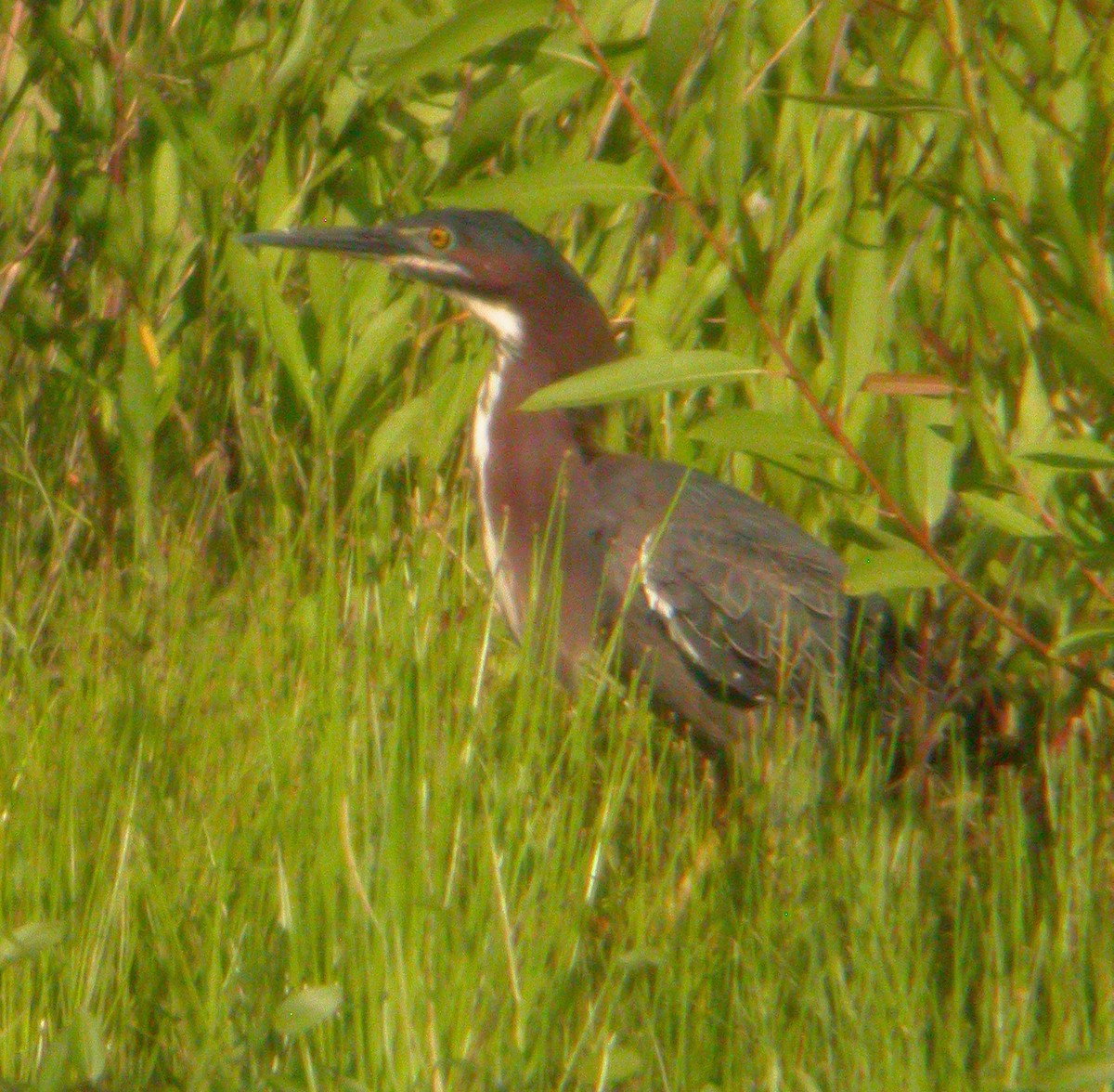 Green Heron - ML620530923