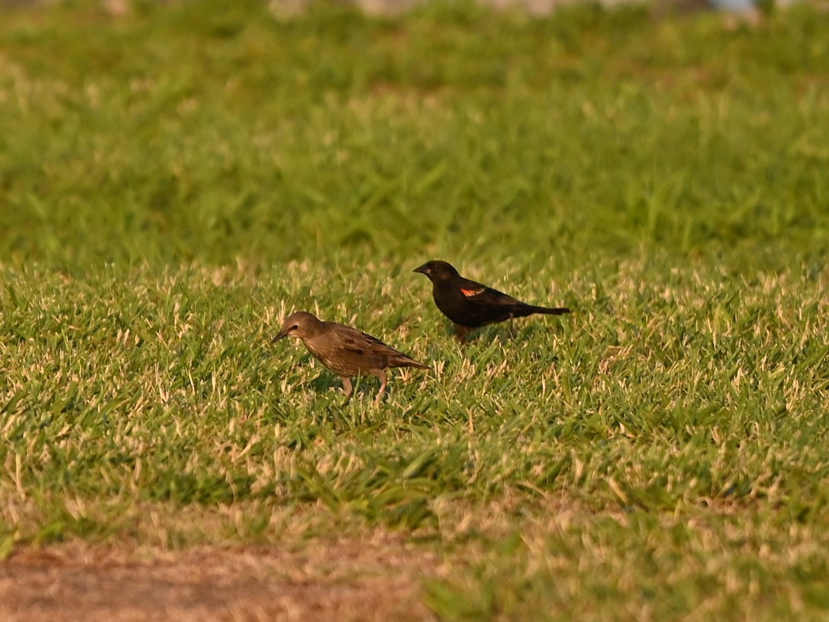 Red-winged Blackbird - ML620530924