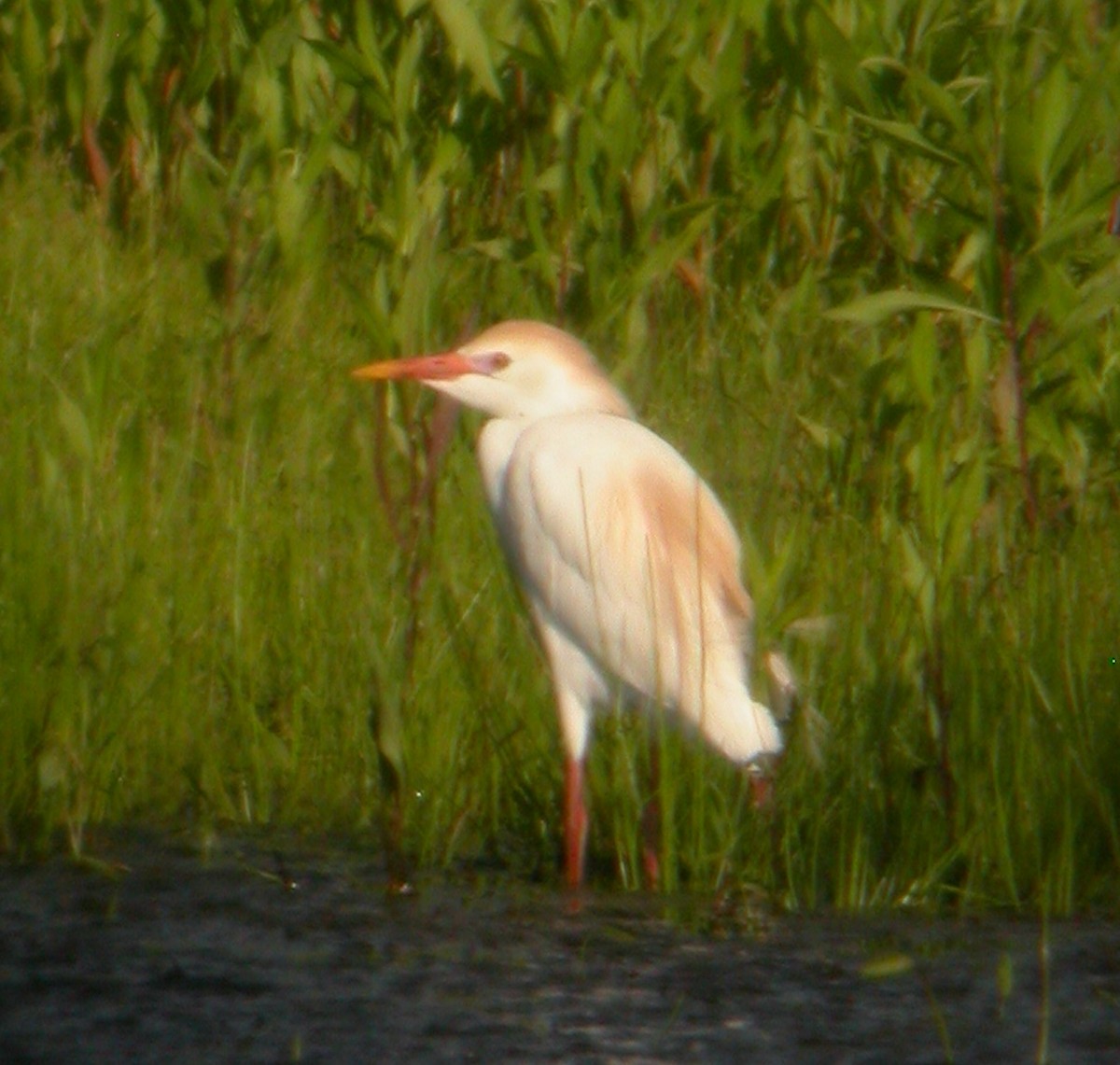 Western Cattle Egret - ML620530926