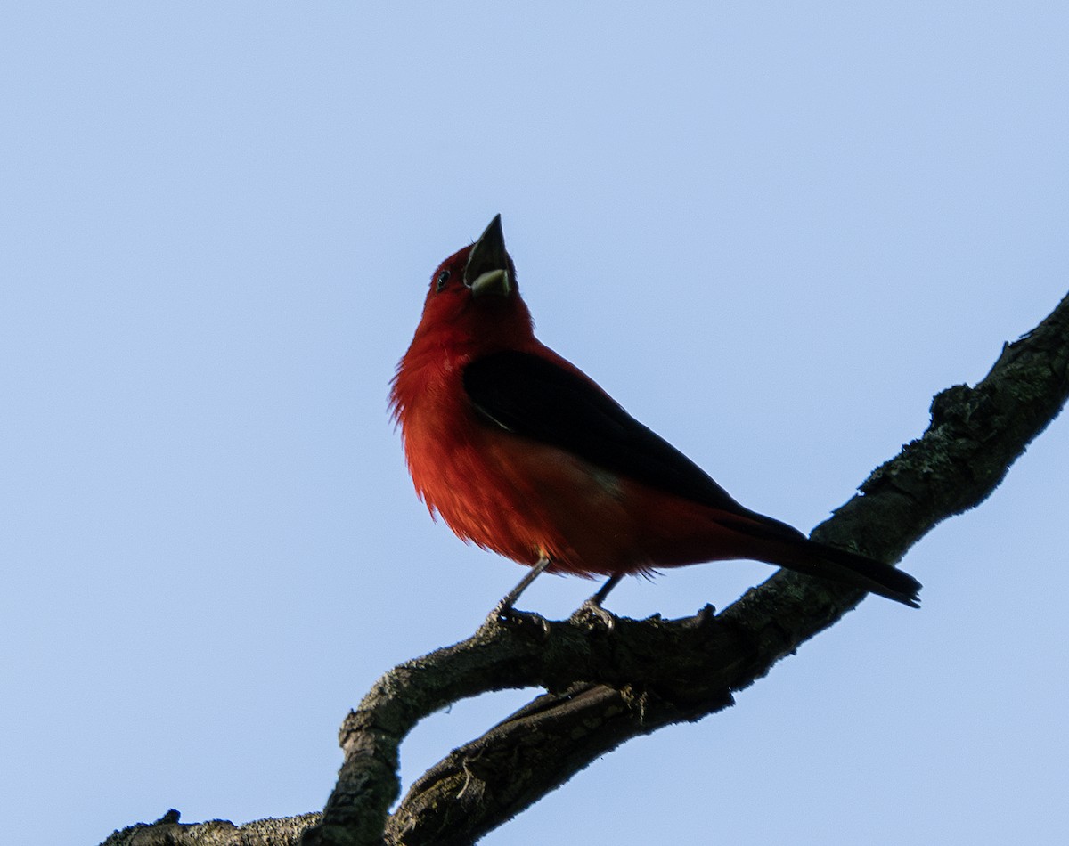 Scarlet Tanager - ML620530937