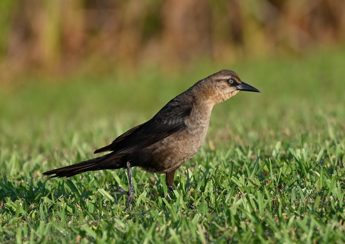Boat-tailed Grackle - ML620530939