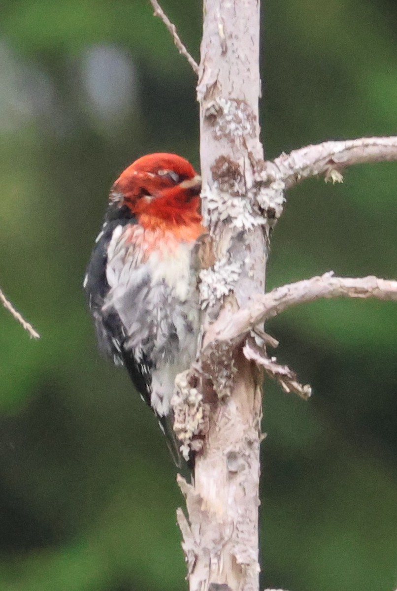 Red-breasted Sapsucker - ML620530940