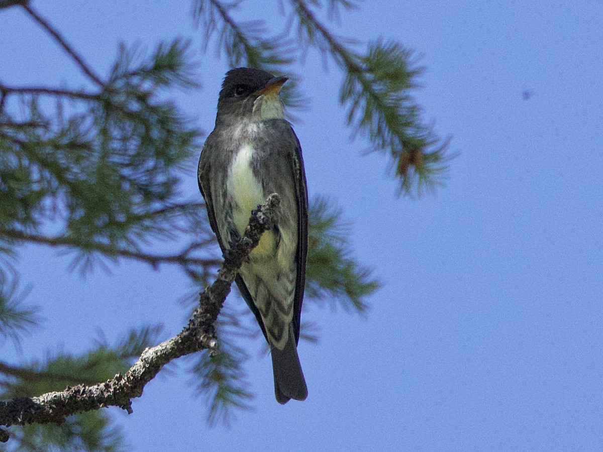 Olive-sided Flycatcher - ML620530942