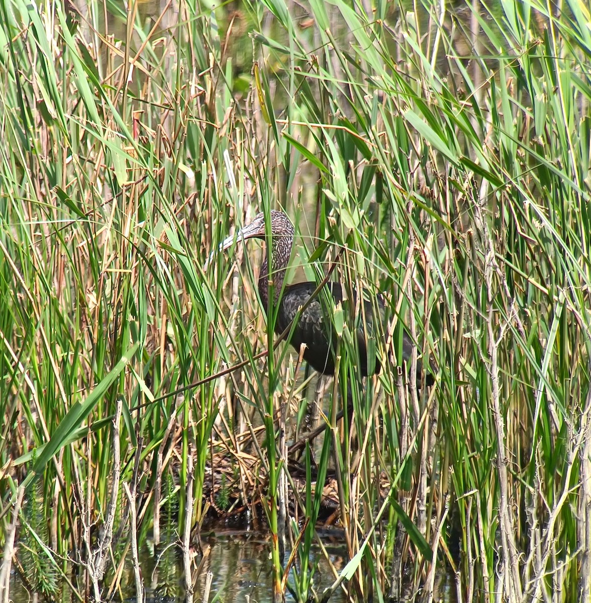 Glossy Ibis - ML620530944