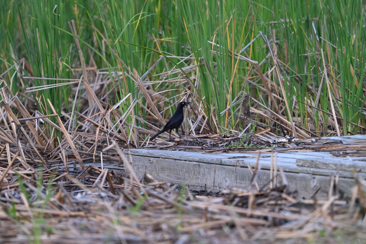 Boat-tailed Grackle - ML620530947