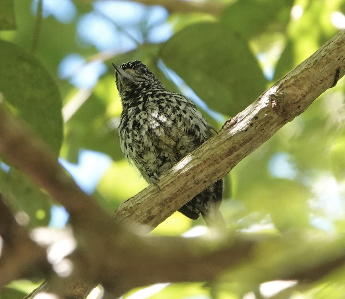 White-wedged Piculet - ML620530948