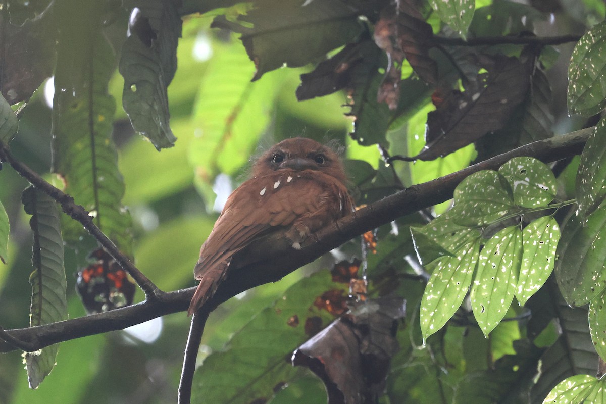 Bornean Frogmouth - Charley Hesse TROPICAL BIRDING