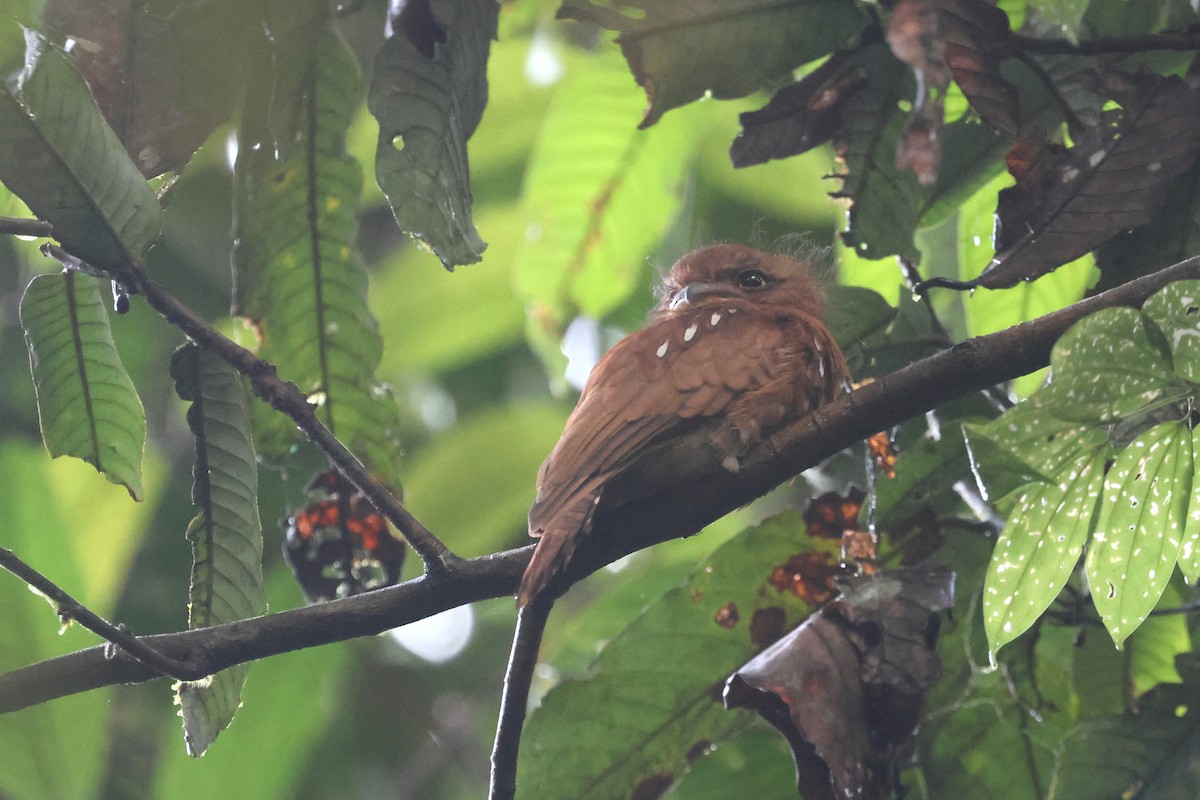 Bornean Frogmouth - ML620530950