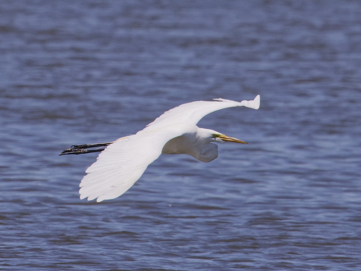 Great Egret - ML620530958