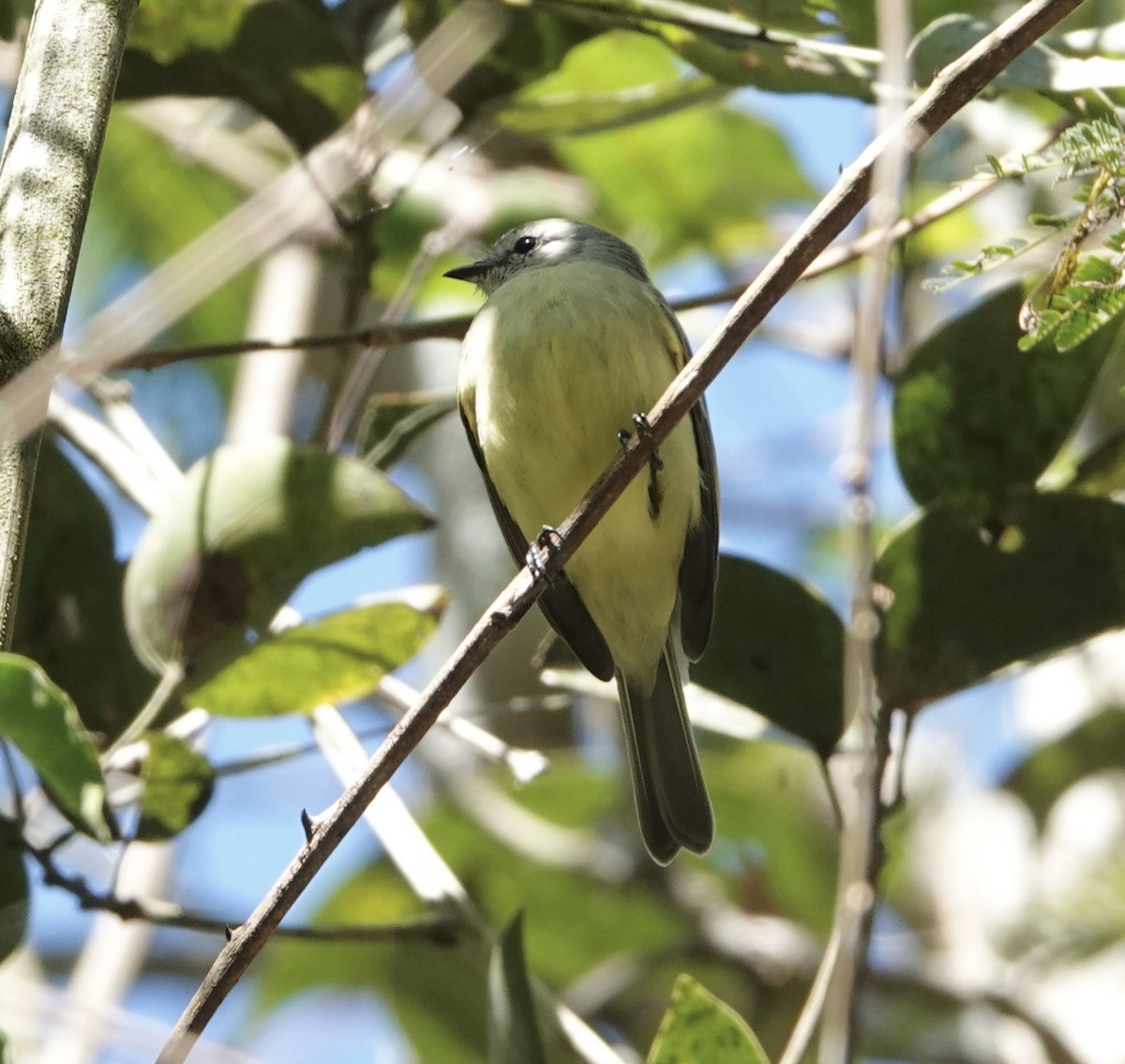 Planalto Tyrannulet - ML620530964