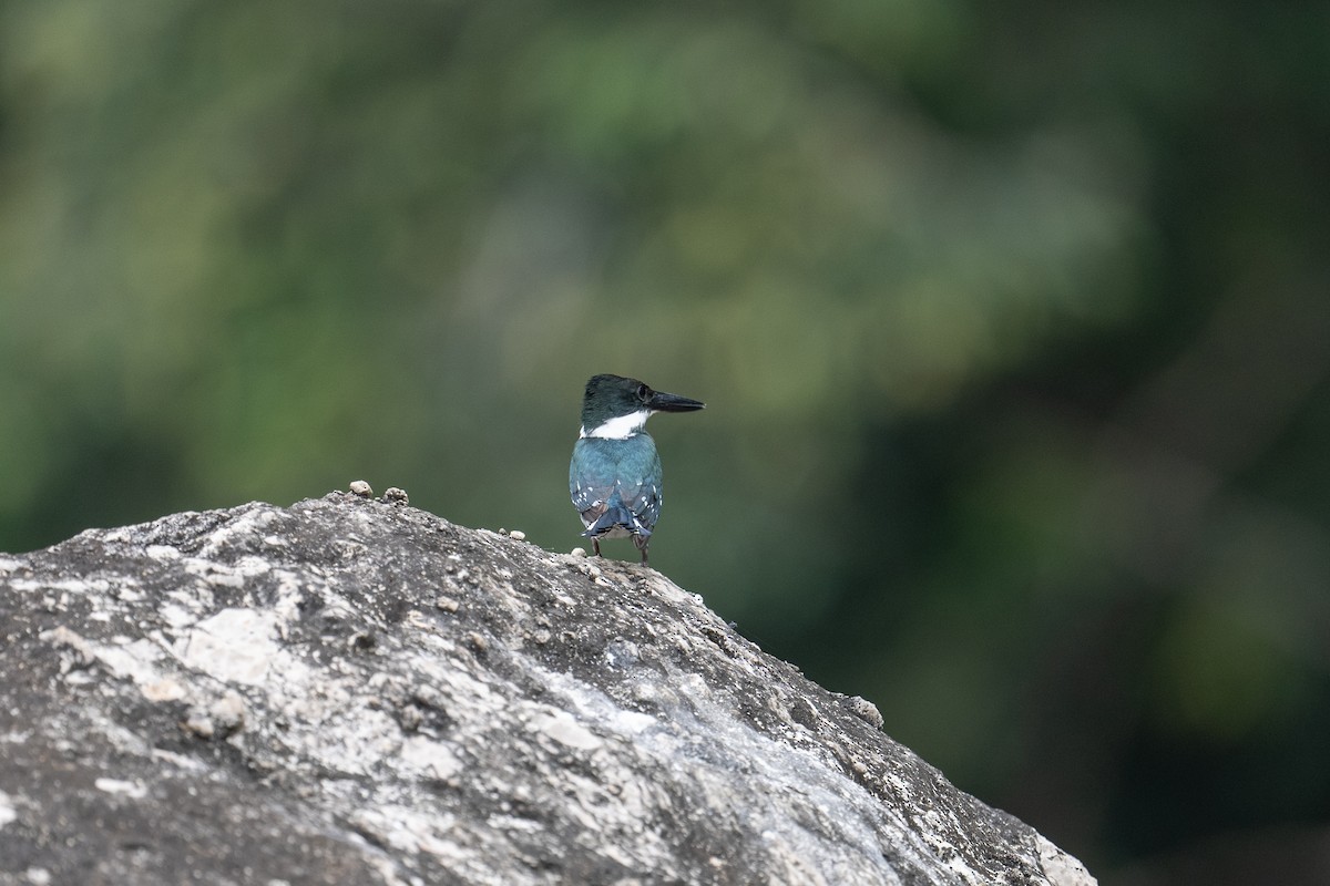 Green Kingfisher - ML620530965