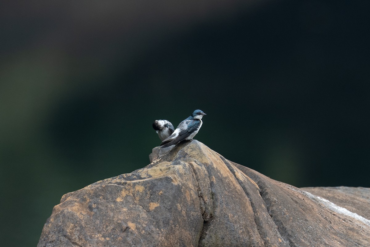 Mangrove Swallow - ML620530967