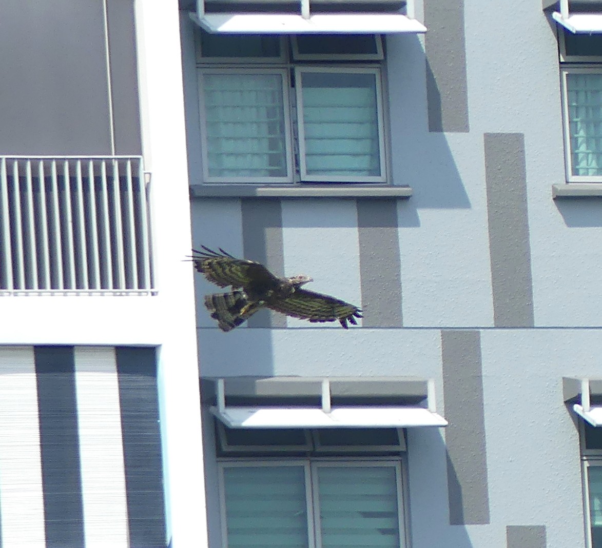 Oriental Honey-buzzard - Shaun Chang