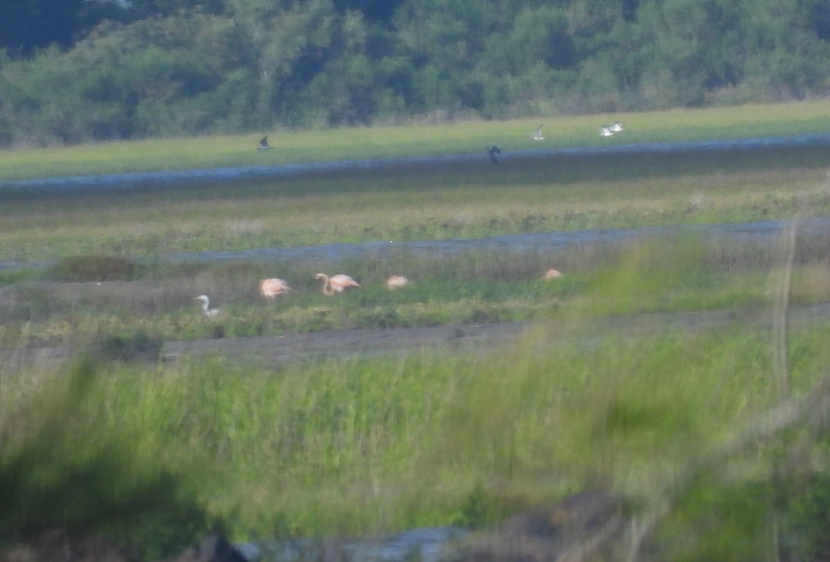 American Flamingo - ML620530971