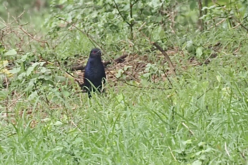 Asian Fairy-bluebird - ML620530977