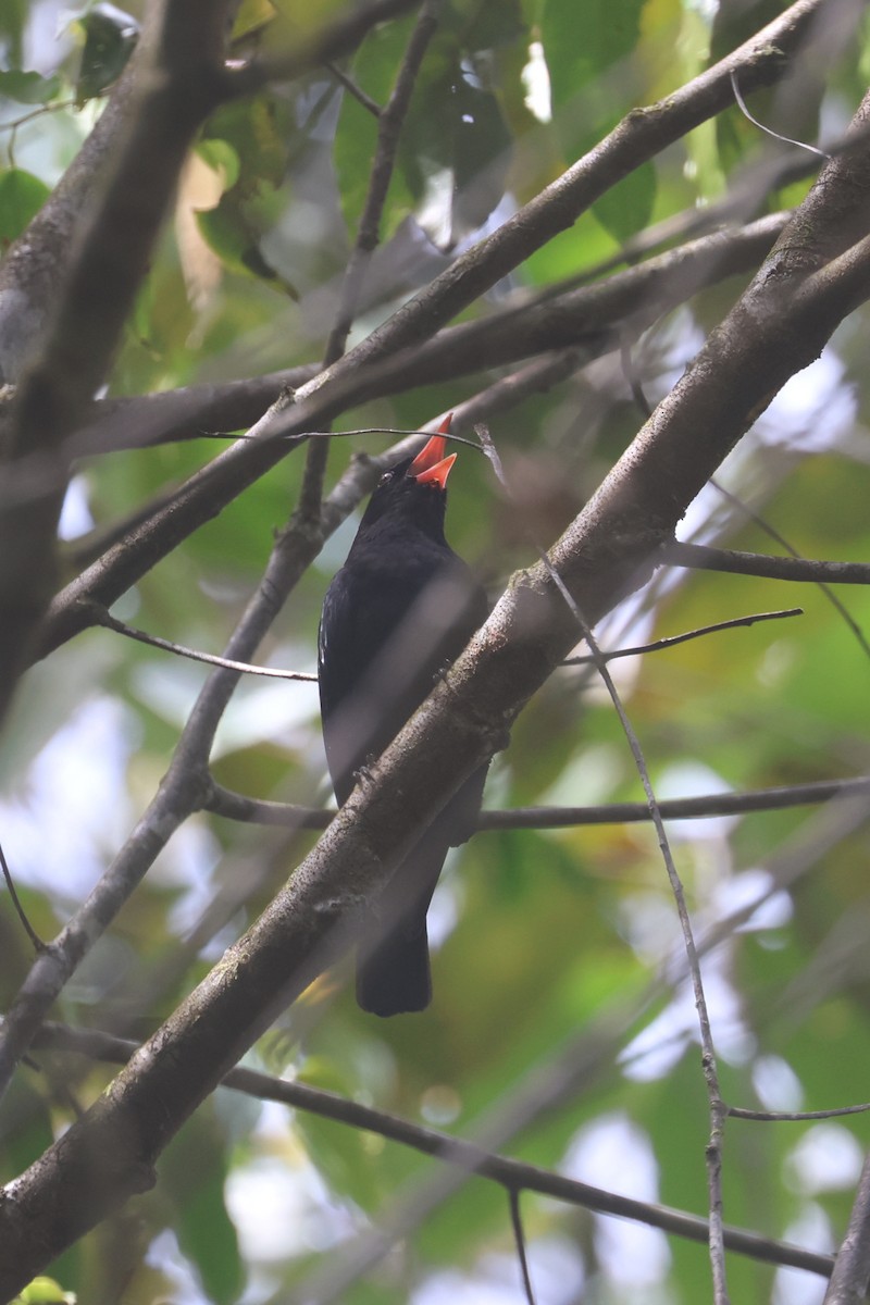 Black Oriole - ML620530990