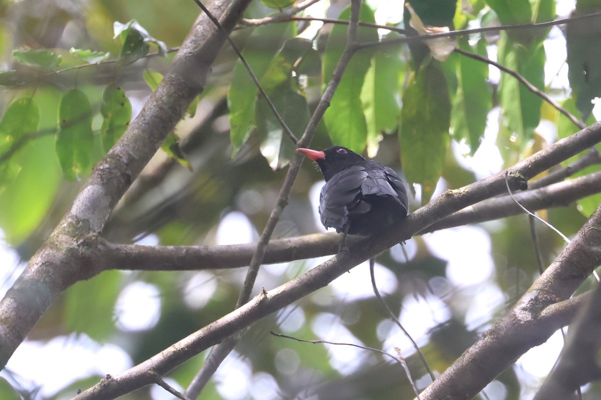 Black Oriole - ML620530992