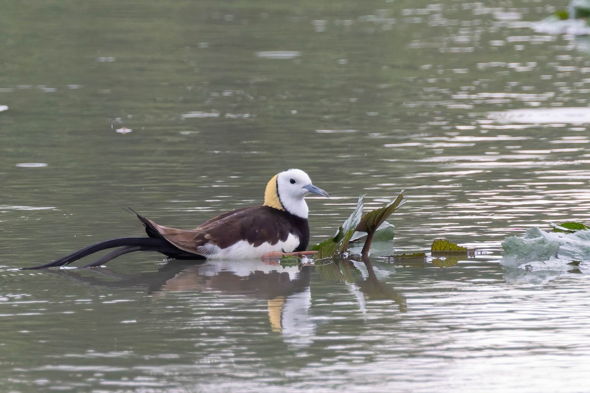 Pheasant-tailed Jacana - ML620530993