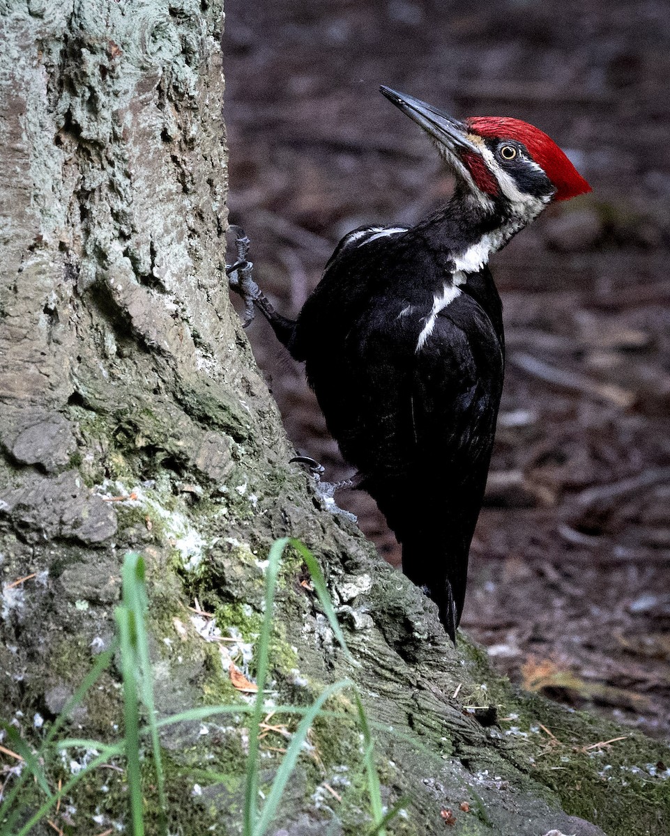 Pileated Woodpecker - ML620531001